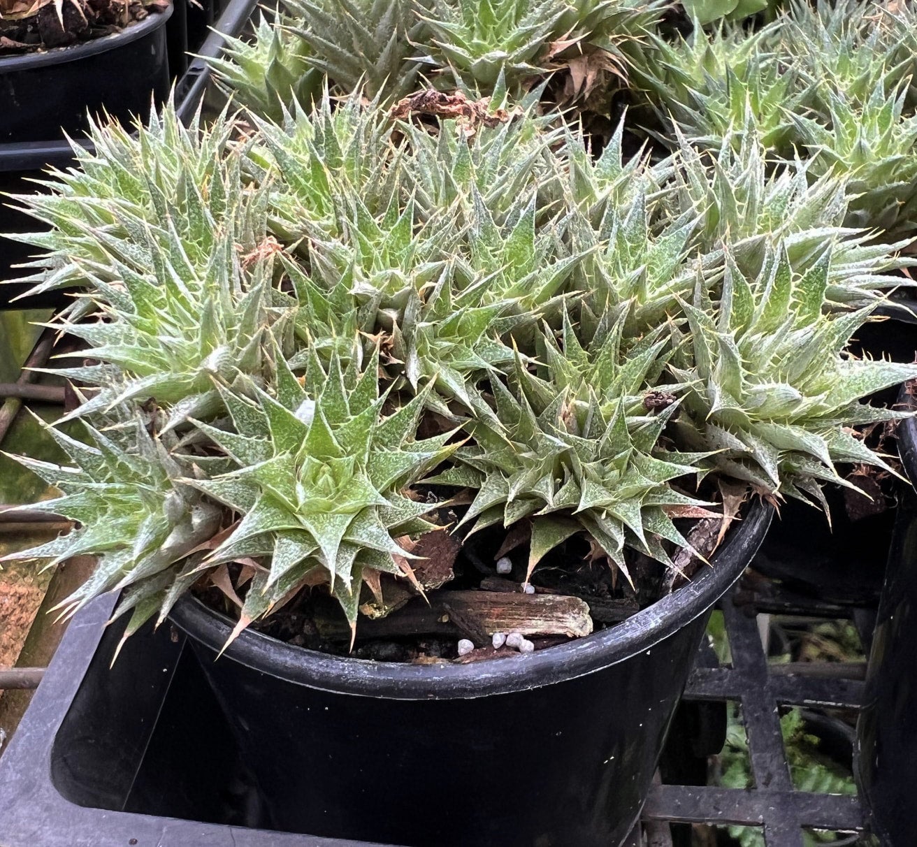 Deuterocohnia Brevifolia Bromeliad Plant In 80mm Pot Orchidup Deuterocohnia Brevifolia Bromeliad Plant In 80mm Pot Orchidup
